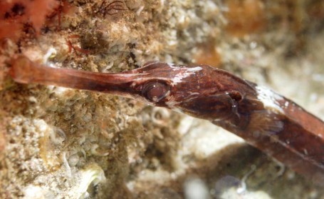 BBC Radio Cornwall Dive