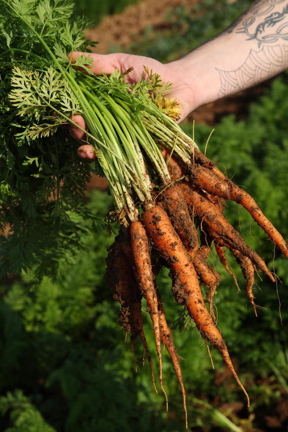 Carrots fresh out of the ground