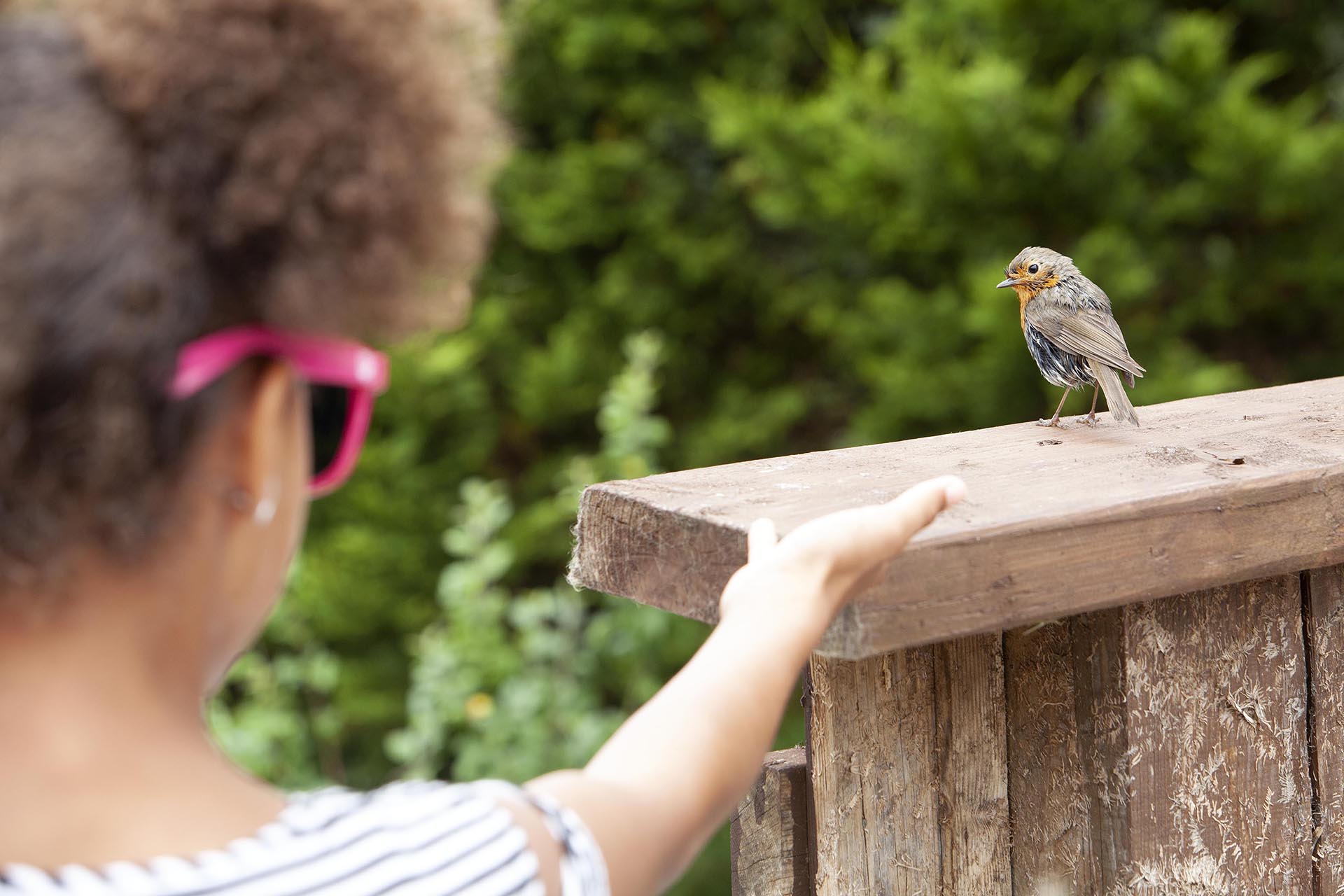 A small child reaches out to a small bird