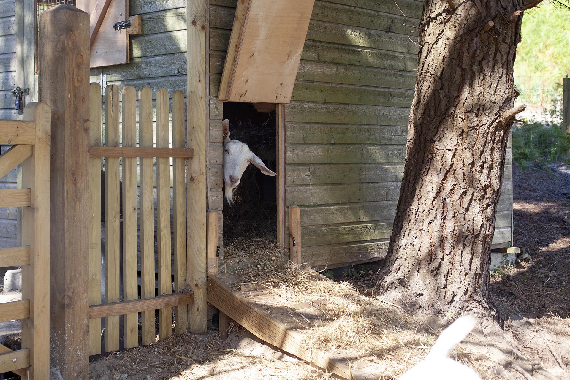 Farm animals roaming on site