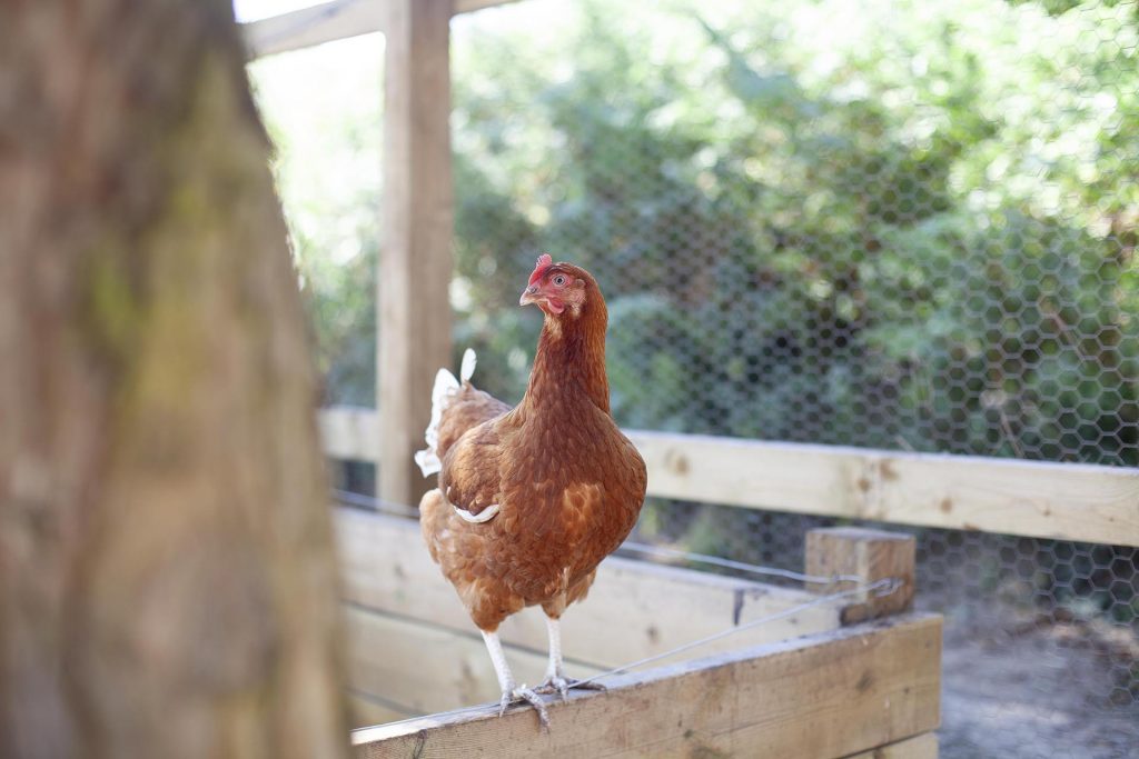 Farm yard animals roaming in pen