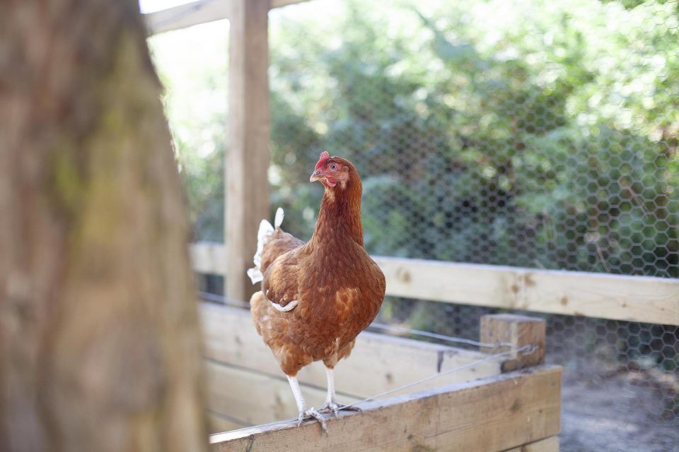 Farm yard animals roaming in pen