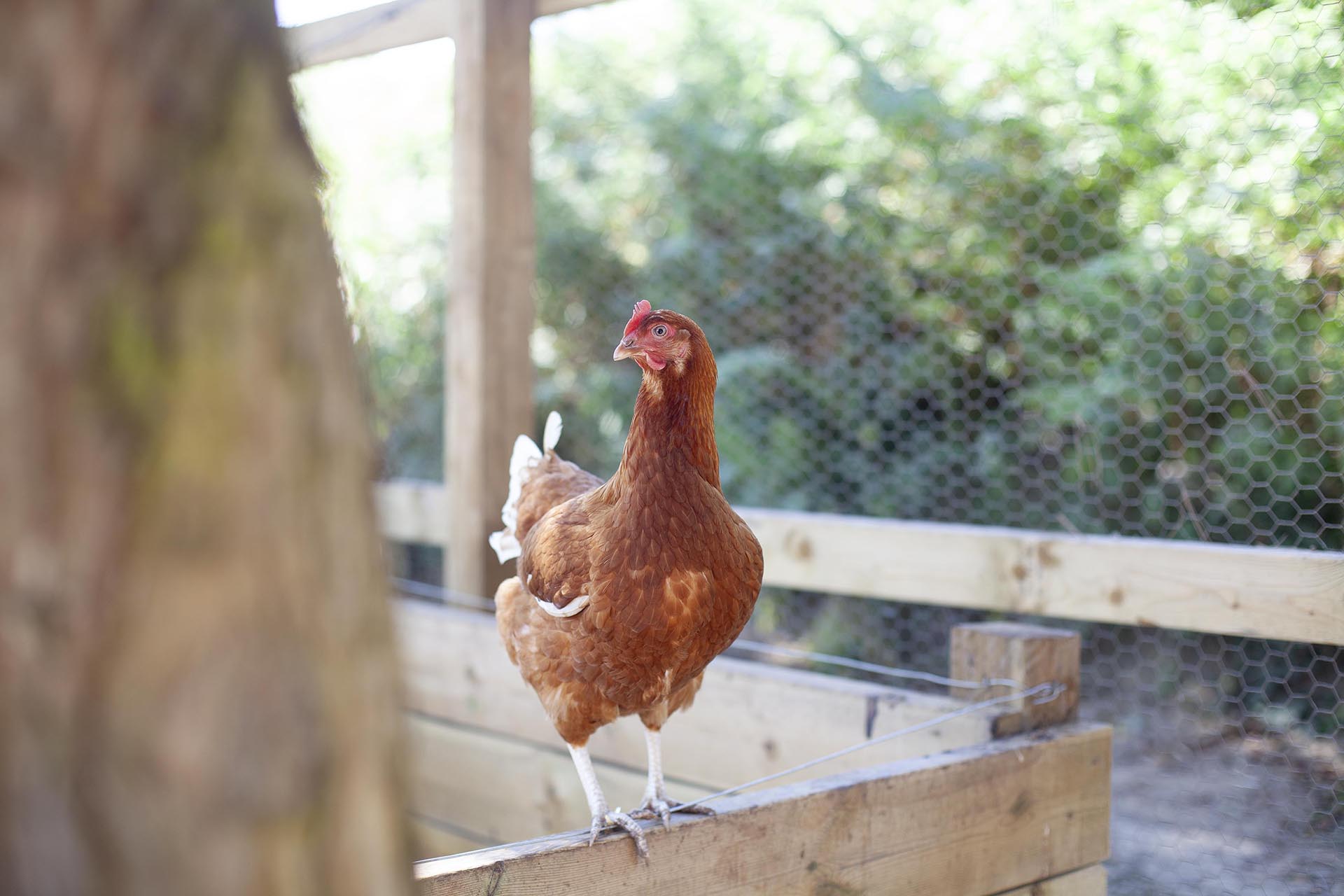 Farm yard animals roaming in pen