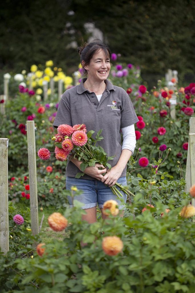National Dahlia Collection – Commercial Photographer in Cornwall
