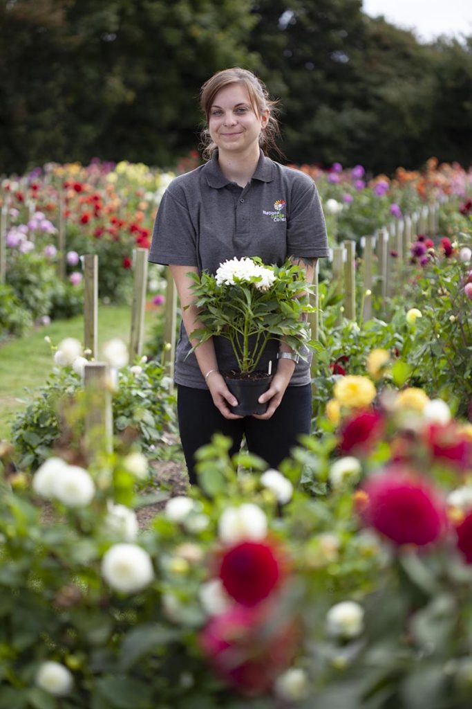 National Dahlia Collection – Commercial Photographer in Cornwall